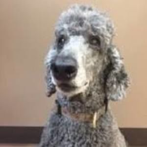 Meet your Posher, Barbara